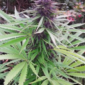 Purple #1 Dutch Passion Seeds