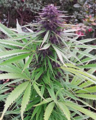 Purple #1 Dutch Passion Seeds