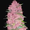 Purple Lemonade Auto Fast Buds Seeds