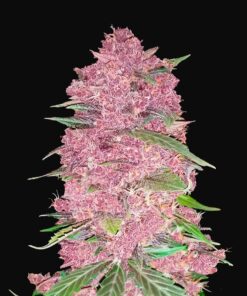 Purple Lemonade Auto Fast Buds Seeds