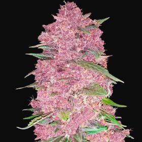 Purple Lemonade Auto Fast Buds Seeds