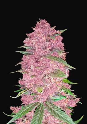 Purple Lemonade Auto Fast Buds Seeds