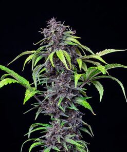 Purplematic CBD Auto Royal Queen Seeds