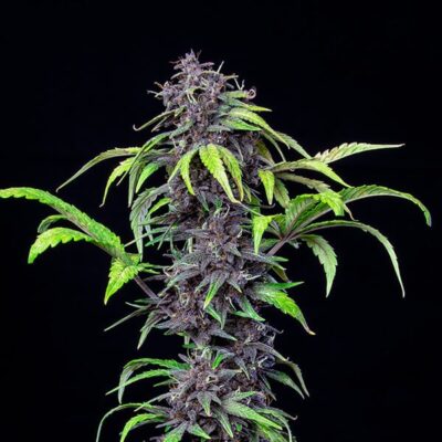 Purplematic CBD Auto Royal Queen Seeds