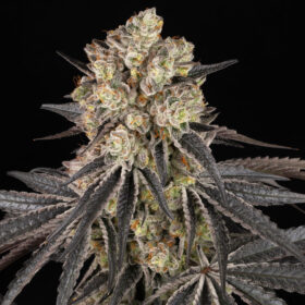 Rainbow Sherbet Barneys Farm Seeds