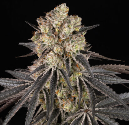 Rainbow Sherbet Barneys Farm Seeds