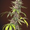Red Mandarine Fast Sweet Seeds
