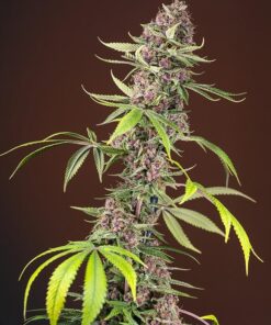 Red Mandarine Fast Sweet Seeds