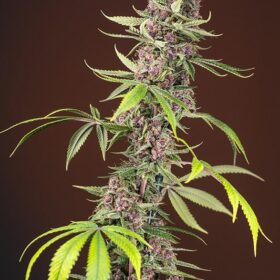 Red Mandarine Fast Sweet Seeds