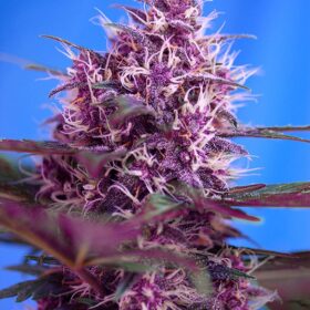 Red Poison Auto Sweet Seeds
