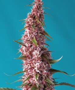 Red Pure CBD Auto Sweet Seeds