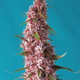 Red Pure CBD Auto Sweet Seeds