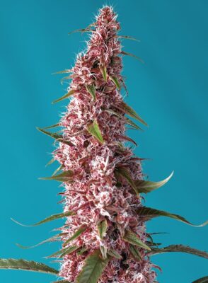 Red Pure CBD Auto Sweet Seeds