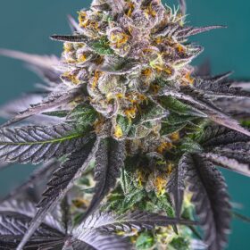 Red Strawberry Banana Auto Sweet Seeds