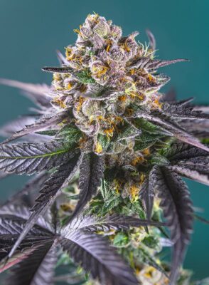 Red Strawberry Banana Auto Sweet Seeds