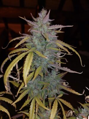 Royal AK Auto Royal Queen Seeds
