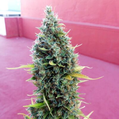Royal Bluematic Auto Royal Queen Seeds