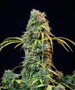 Royal CBDV Auto Royal Queen Seeds