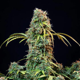 Royal CBDV Auto Royal Queen Seeds