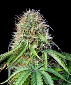 Royal CBG CBD Auto Royal Queen Seeds