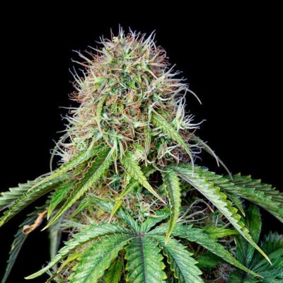 Royal CBG CBD Auto Royal Queen Seeds