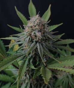 Royal Cheese Royal Queen Seeds