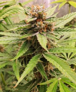 Royal Cheese Auto Royal Queen Seeds