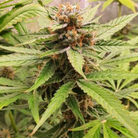 Royal Cheese Auto Royal Queen Seeds