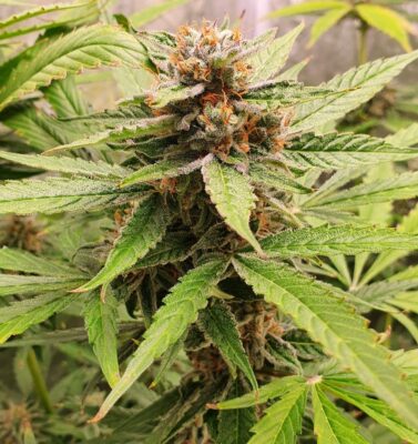 Royal Cheese Auto Royal Queen Seeds