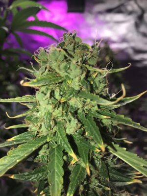 Royal Cookies Auto Royal Queen Seeds