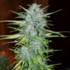 Royal Creamatic Auto Royal Queen Seeds
