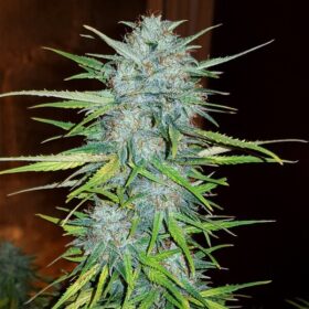 Royal Creamatic Auto Royal Queen Seeds