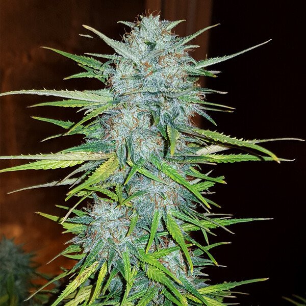 Royal Creamatic Auto Royal Queen Seeds