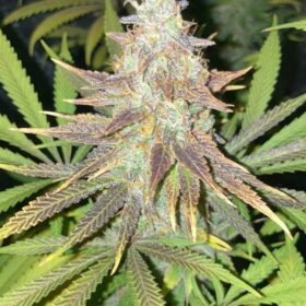 Royal Domina Royal Queen Seeds