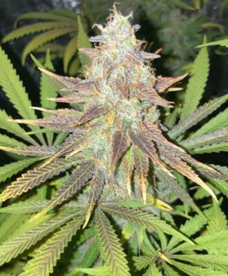Royal Domina Royal Queen Seeds