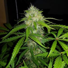Royal Dwarf Auto Royal Queen Seeds