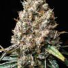 Royal Gorilla Auto Royal Queen Seeds