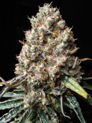 Royal Gorilla Auto Royal Queen Seeds