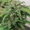 Royal Haze Auto Royal Queen Seeds