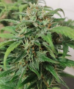Royal Haze Auto Royal Queen Seeds