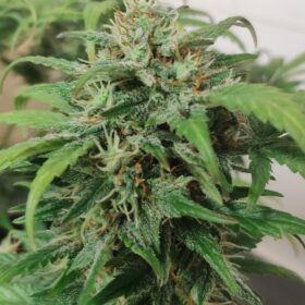 Royal Haze Auto Royal Queen Seeds