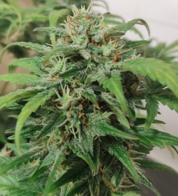 Royal Haze Auto Royal Queen Seeds