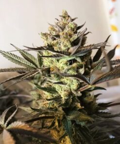 Royal Highness CBD Royal Queen Seeds