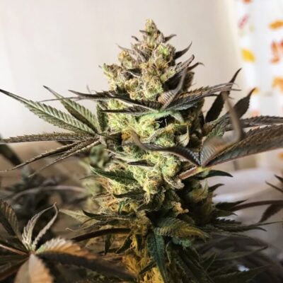 Royal Highness CBD Royal Queen Seeds