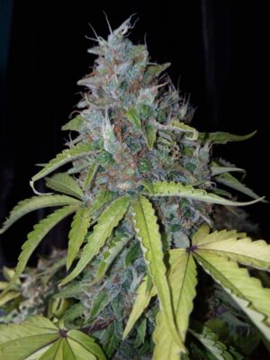Royal Jack Auto Royal Queen Seeds