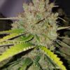 Royal Kush Auto Royal Queen Seeds