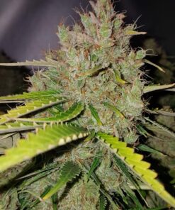 Royal Kush Auto Royal Queen Seeds