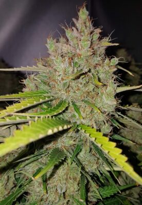 Royal Kush Auto Royal Queen Seeds