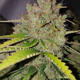 Royal Kush Auto Royal Queen Seeds