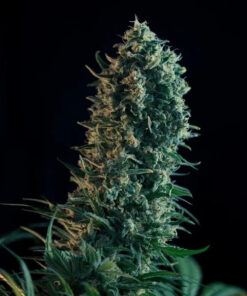 Royal Medic CBD Royal Queen Seeds